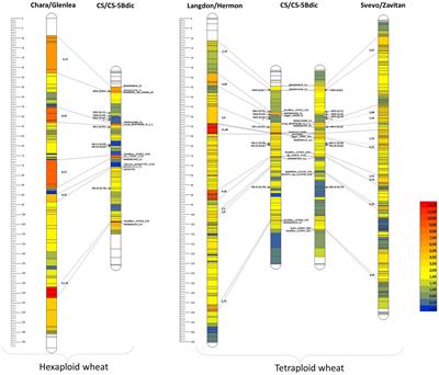 Dissection of Structural Reorganization of Wheat 5B Chromosome Associated With Interspecies Recombination Suppression